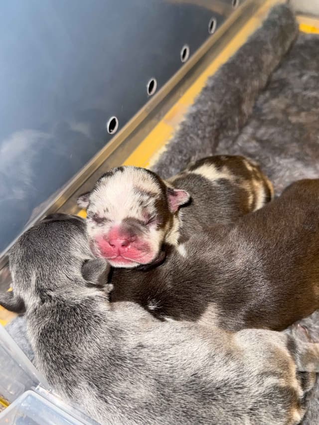 French Bulldog Puppy media 10