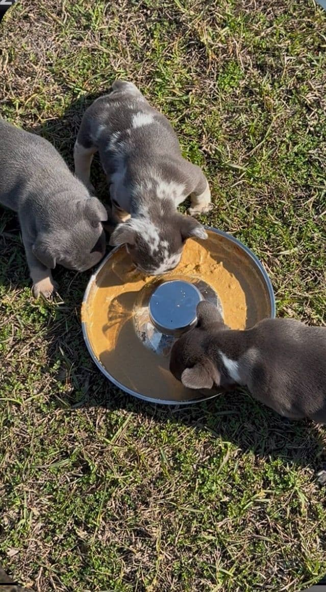 French Bulldog Puppy breeder image 1