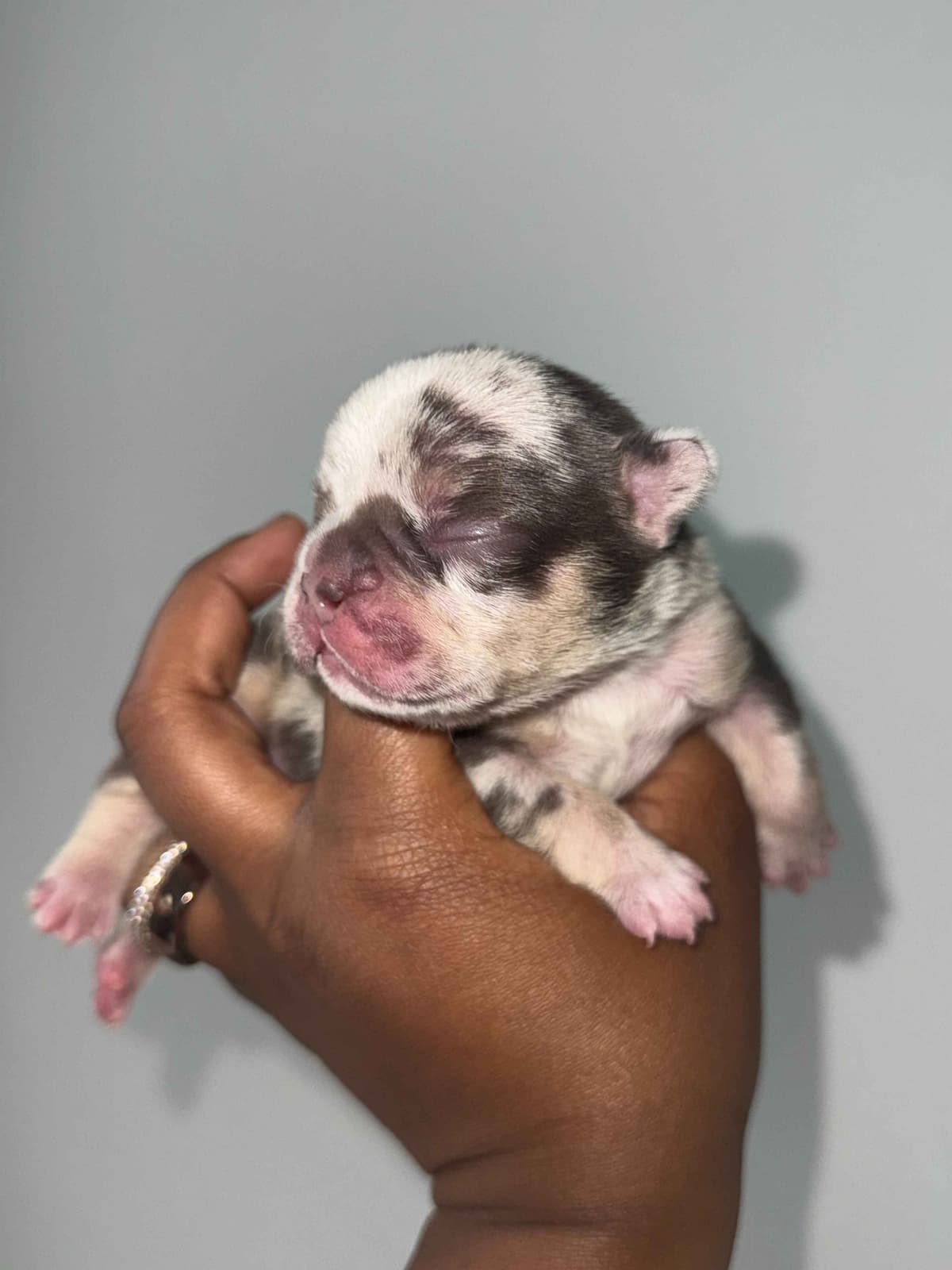 French Bulldog Puppy breeder image 4
