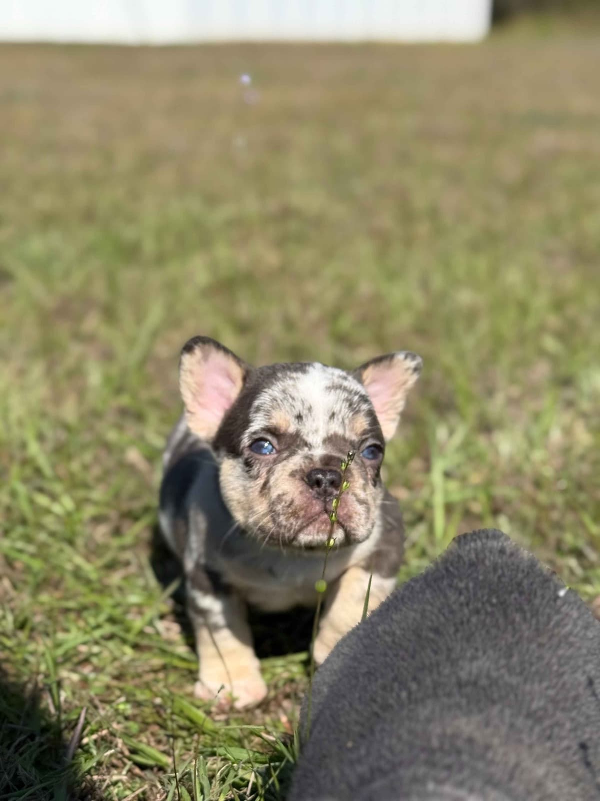 French Bulldog Puppy breeder image 8