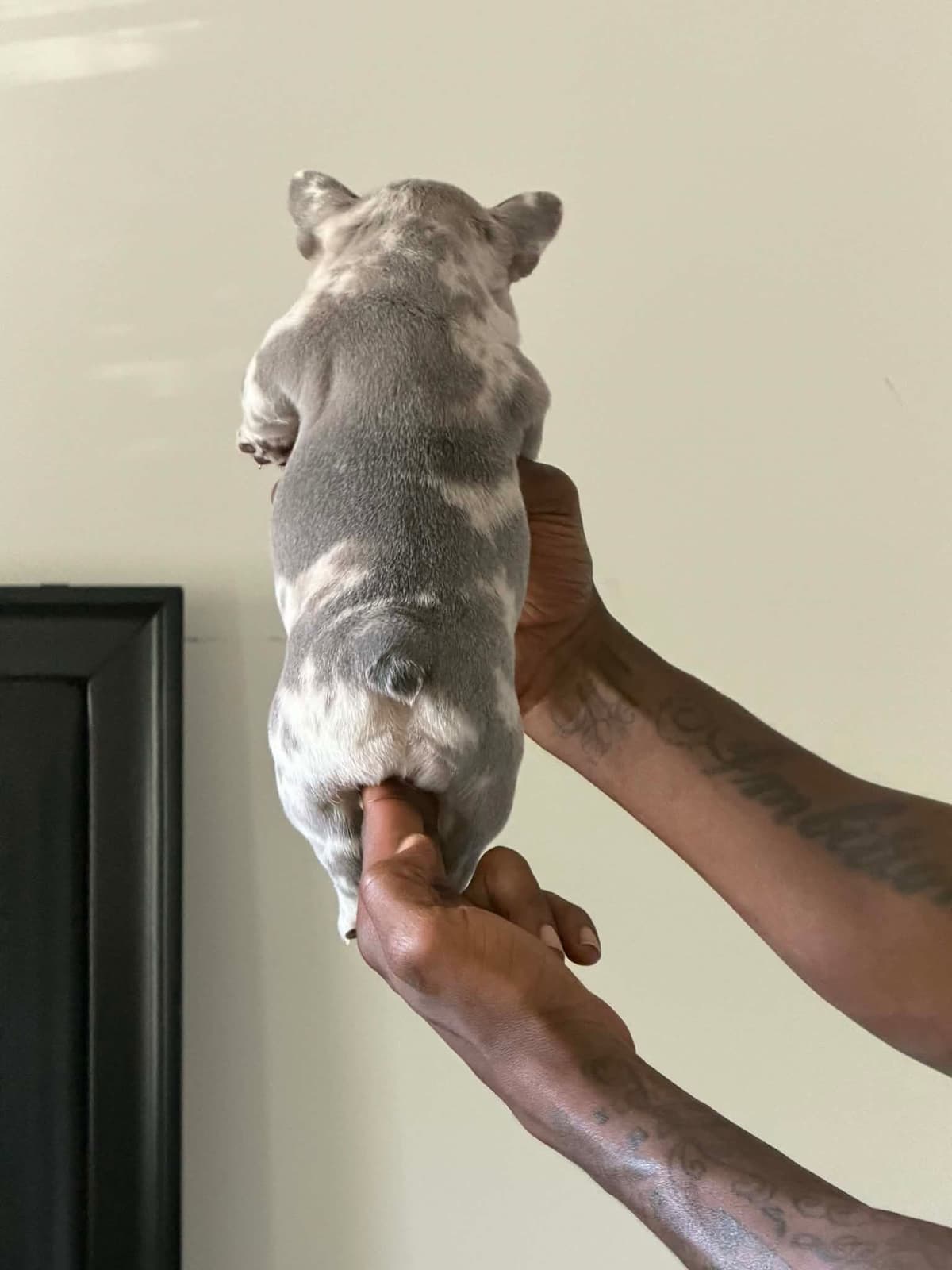 French Bulldog Puppies breeder image 1