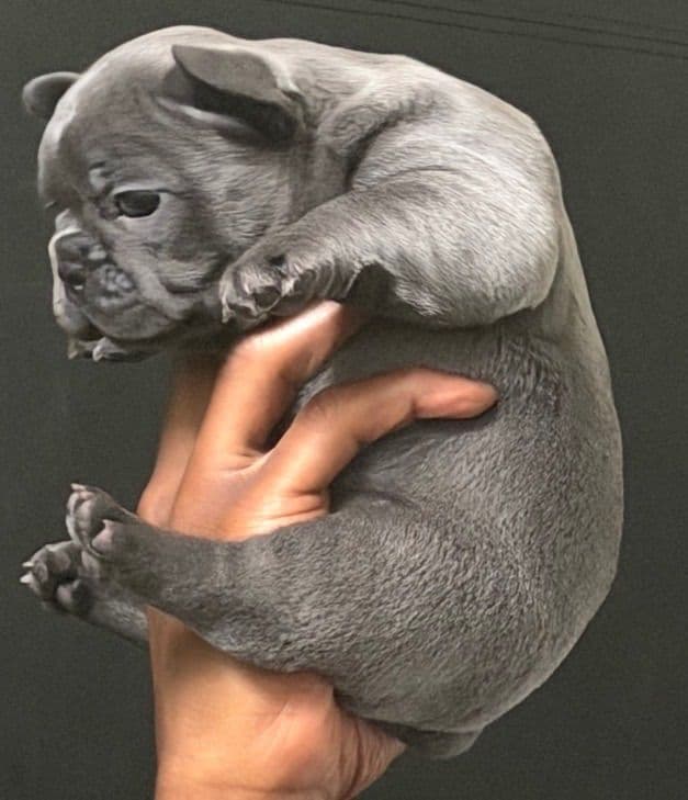 French Bulldog Puppies breeder image 2
