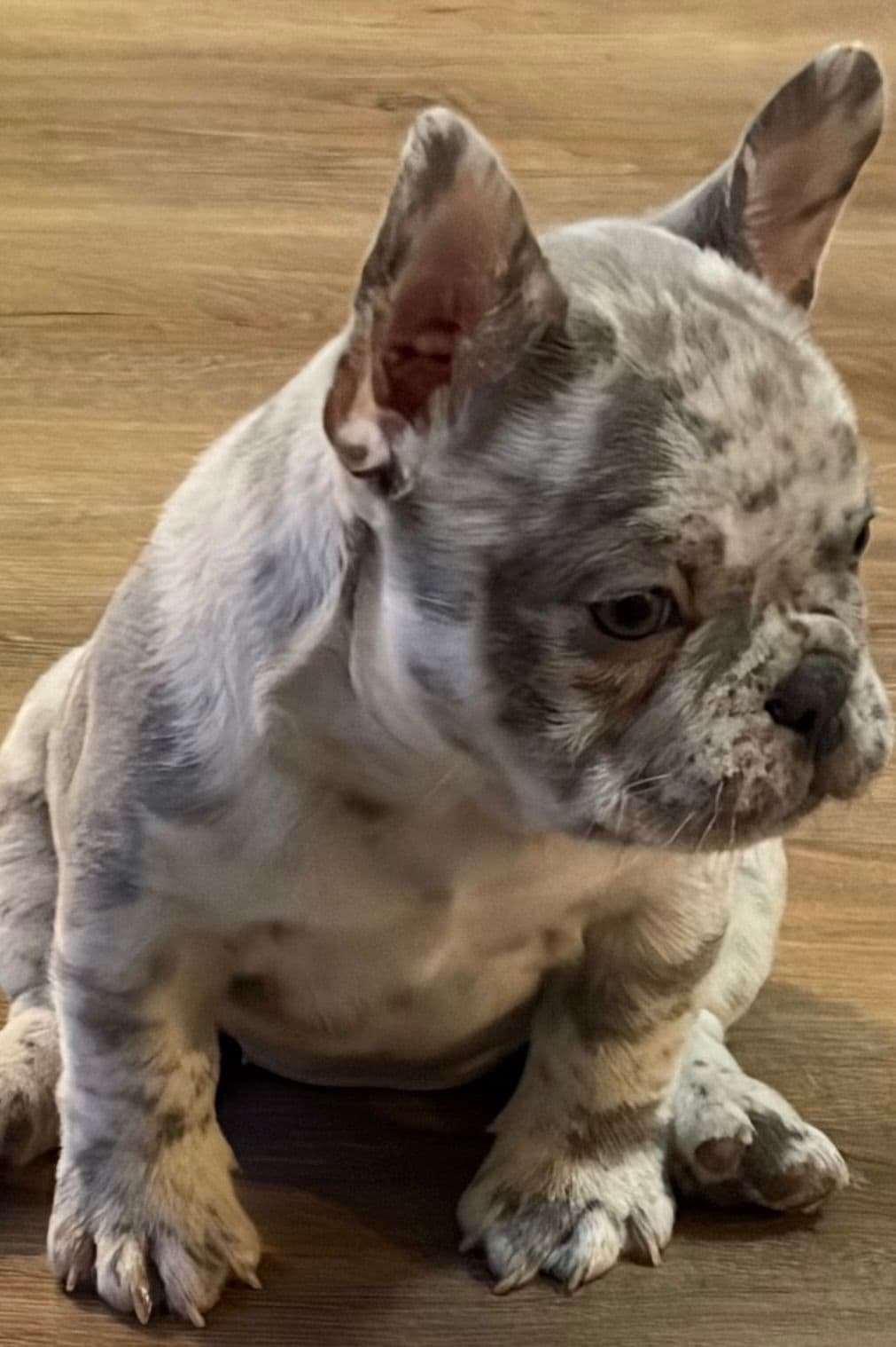 French Bulldog Puppies breeder image 6