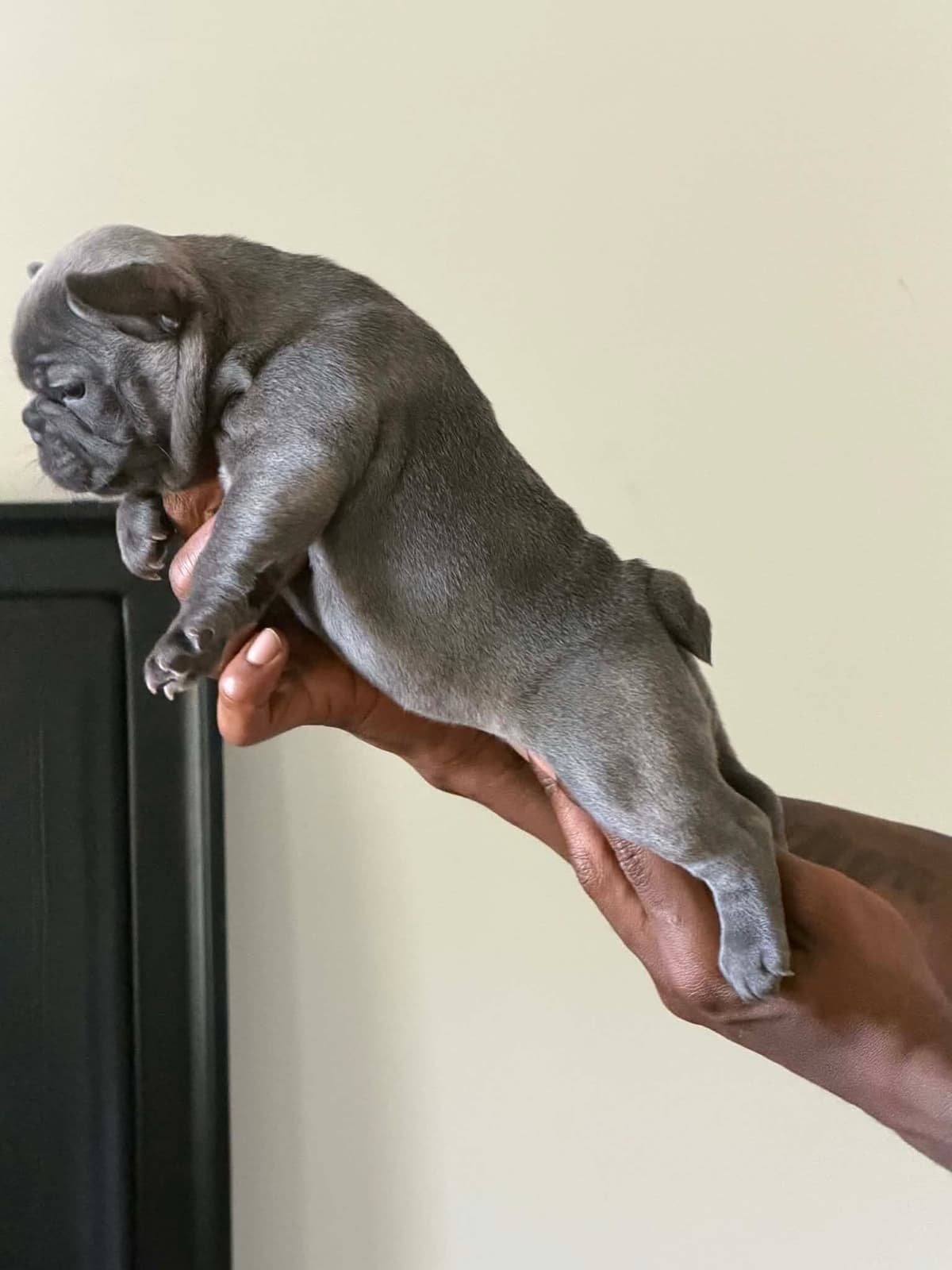French Bulldog Puppies breeder image 7
