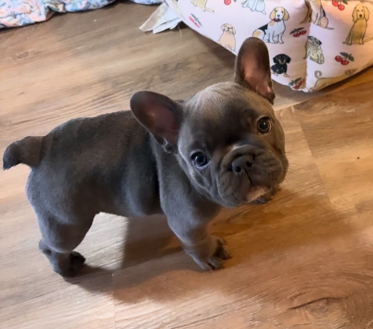 French Bulldog Puppies breeder image 9