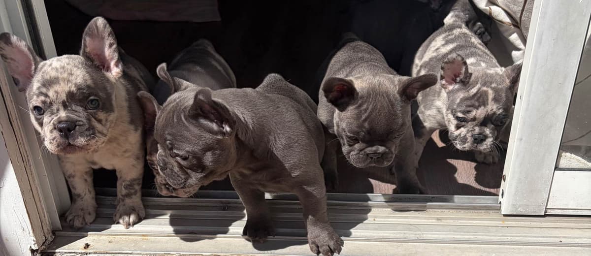 French Bulldog Puppies breeder image 11