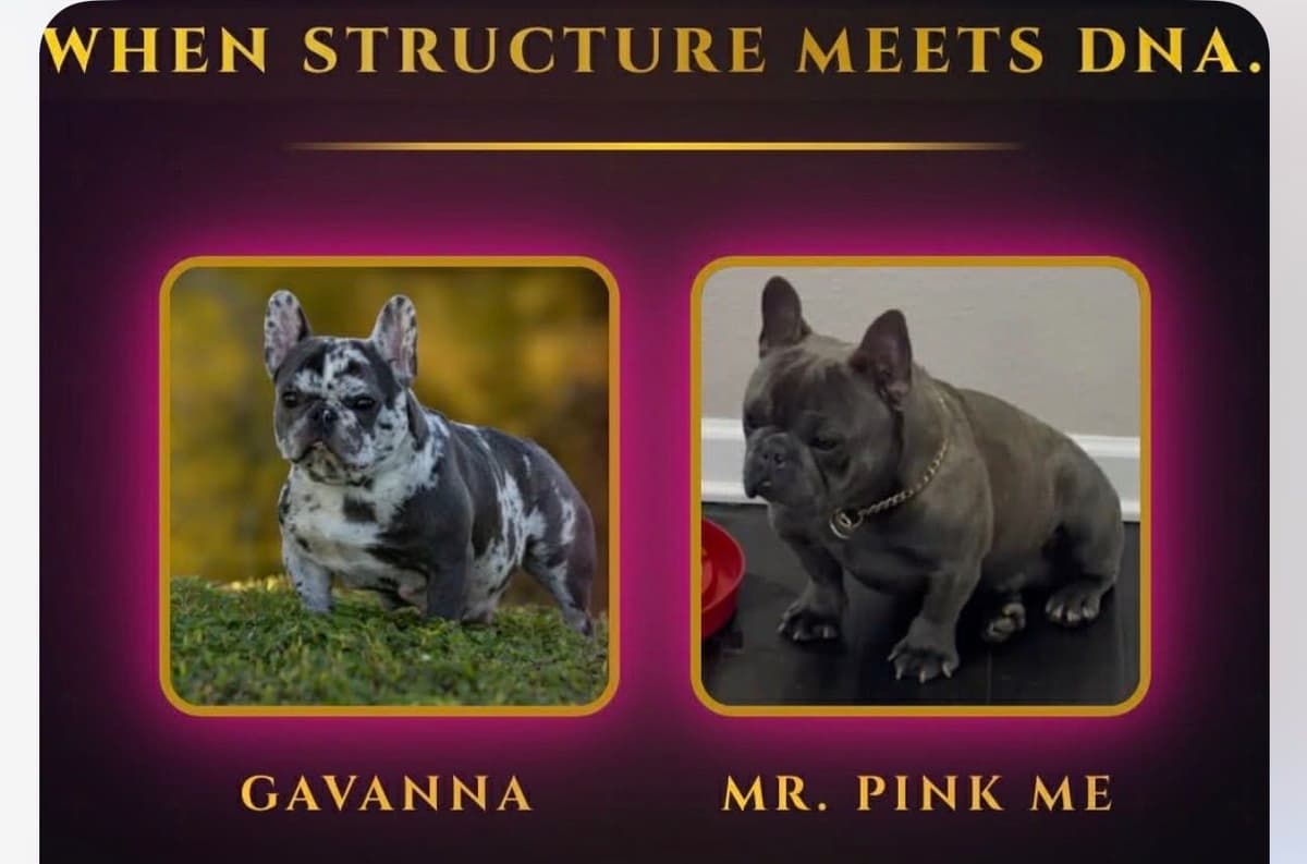 French Bulldog Puppies breeder image 10