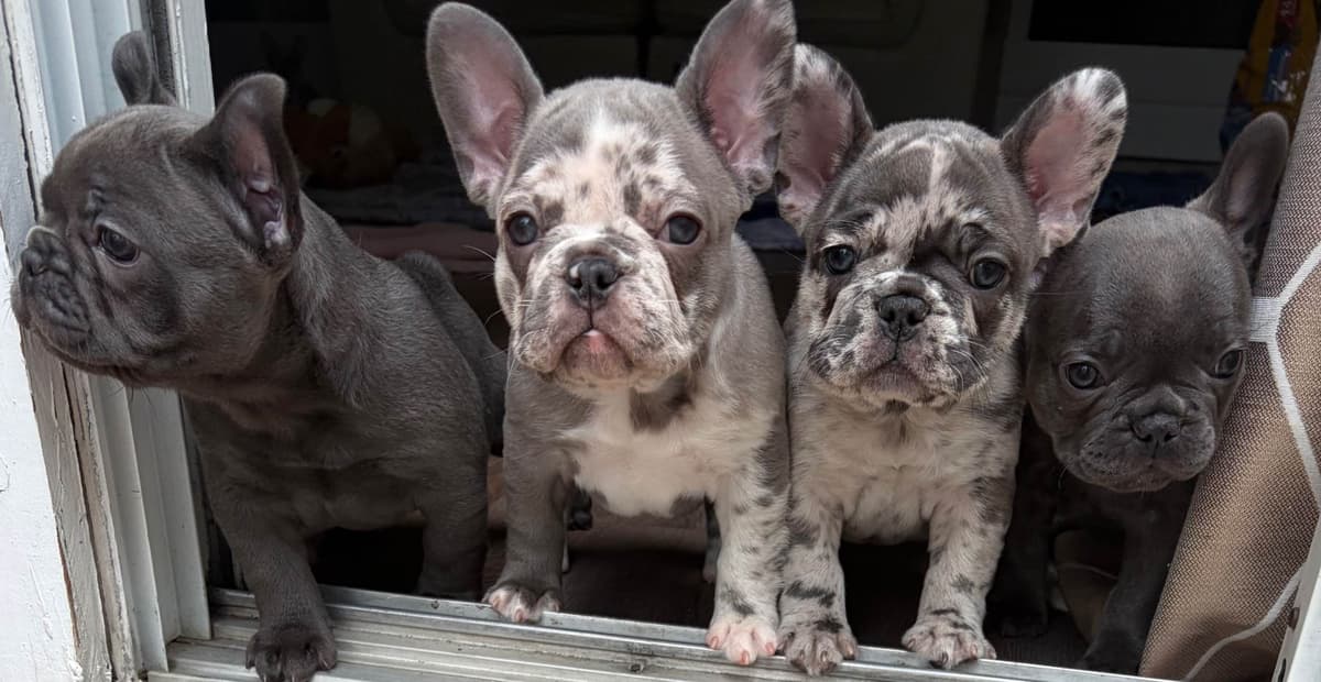 French Bulldog Puppies breeder image 12