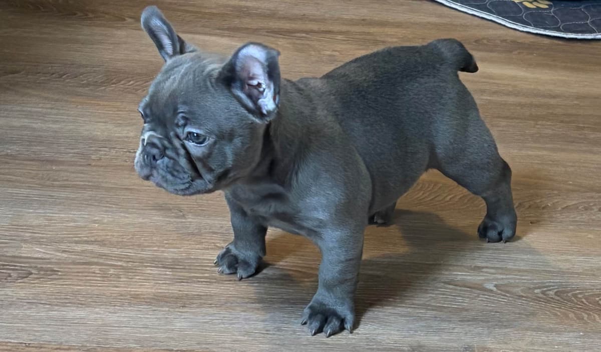 French Bulldog Puppies breeder image 13