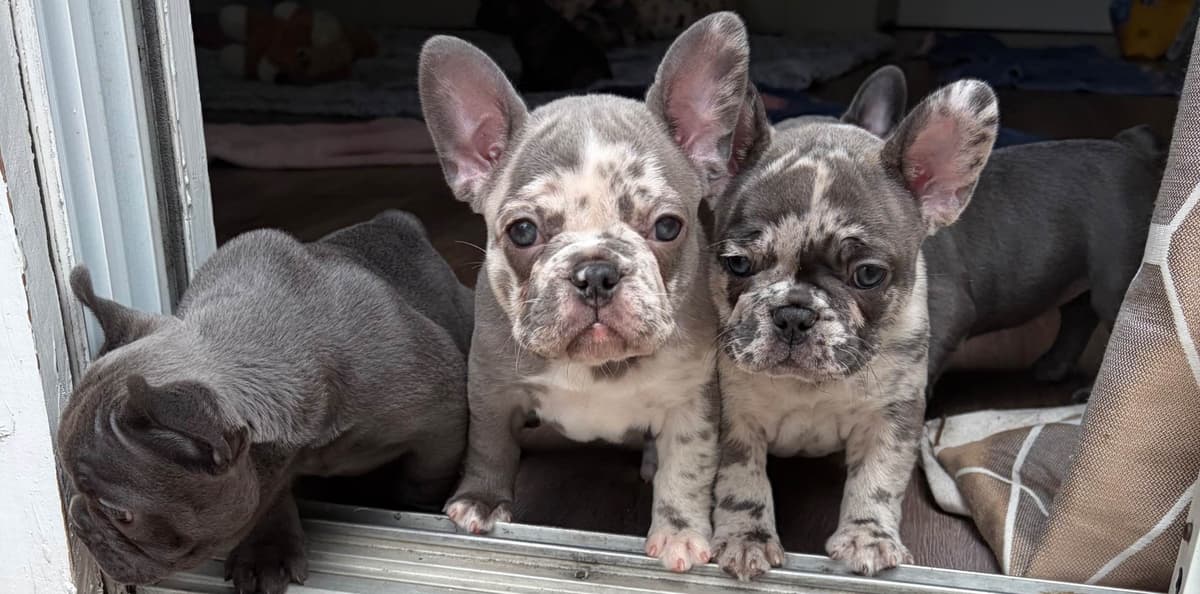 French Bulldog Puppies breeder image 17
