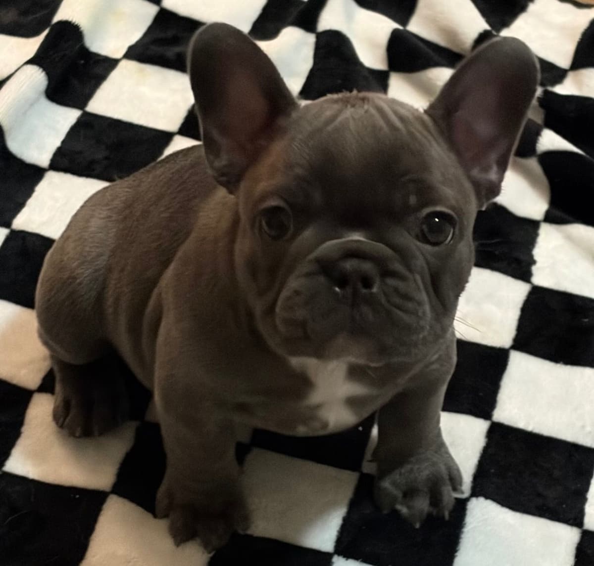 French Bulldog Puppies breeder image 15
