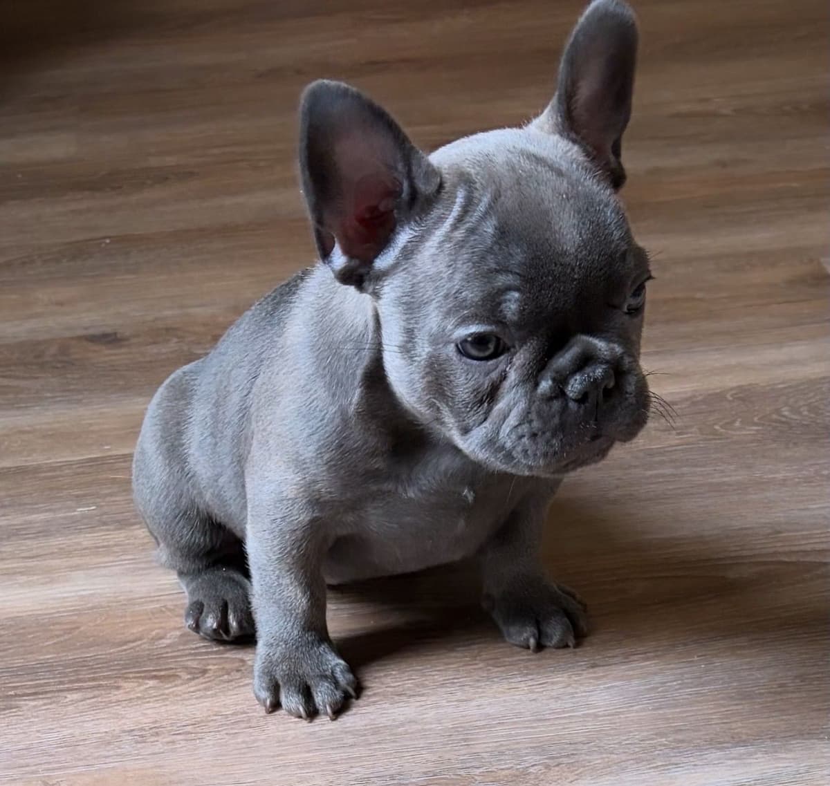 French Bulldog Puppies breeder image 14