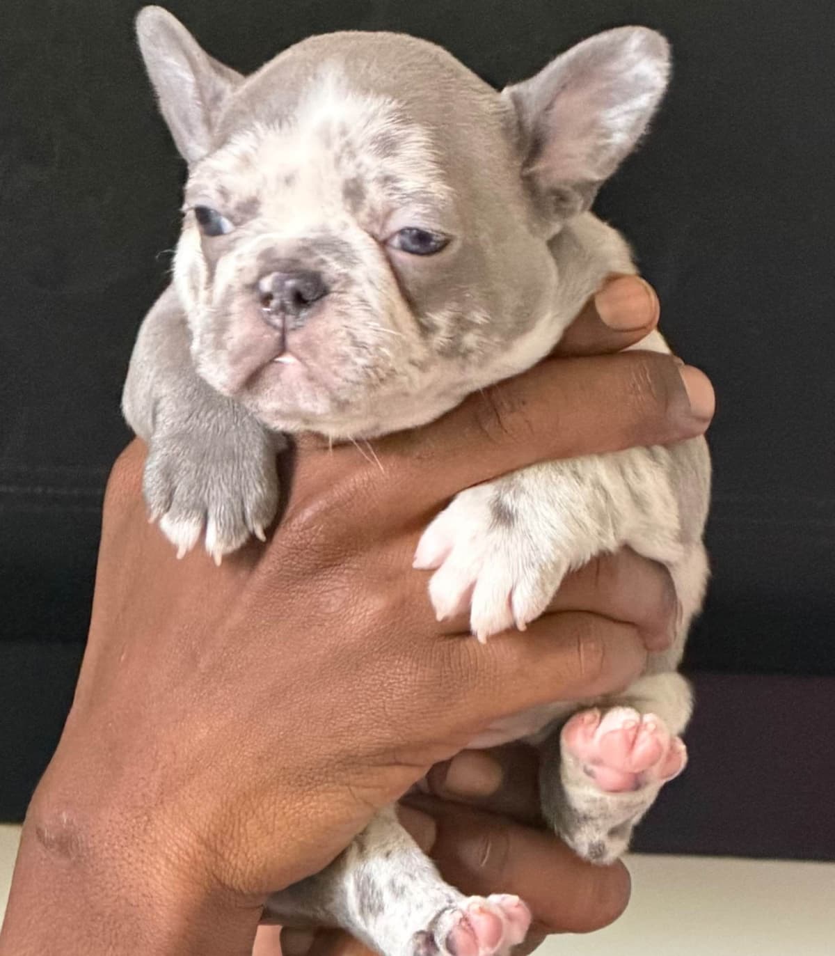 French Bulldog Puppies breeder image 18