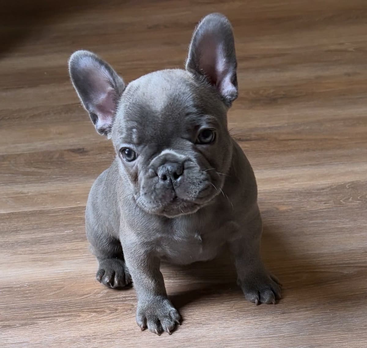 French Bulldog Puppies breeder image 16