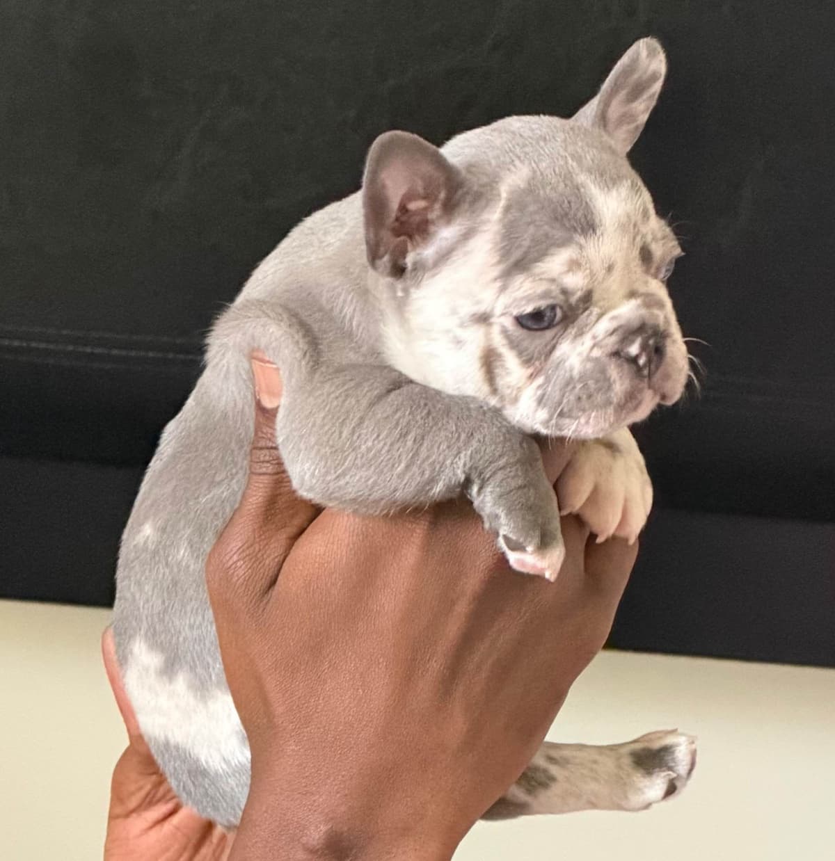 French Bulldog Puppies breeder image 19