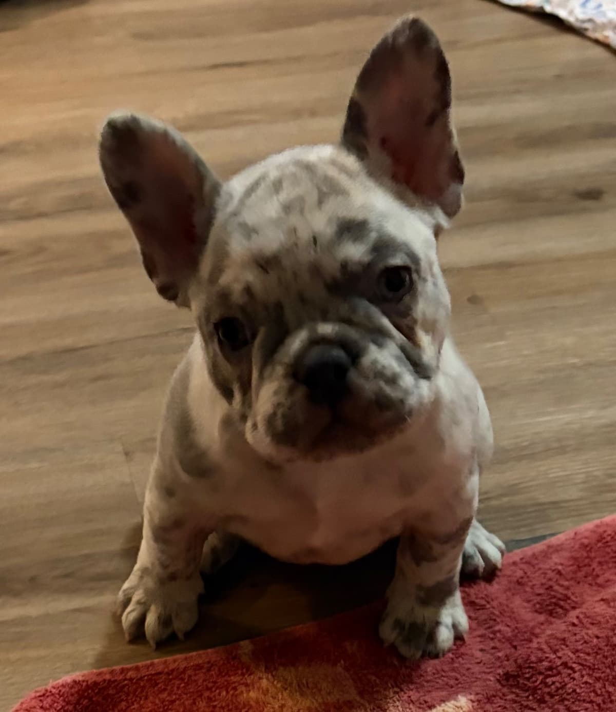 French Bulldog Puppies breeder image 20