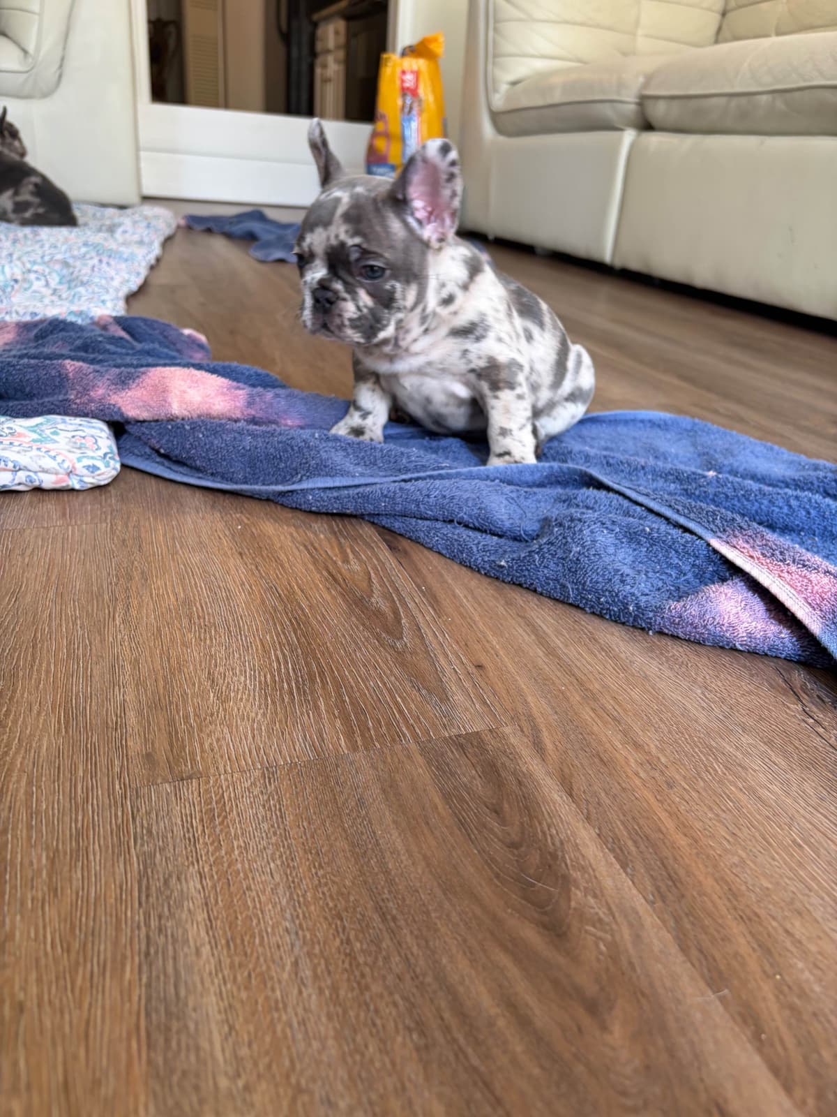 French Bulldog Puppies breeder image 23