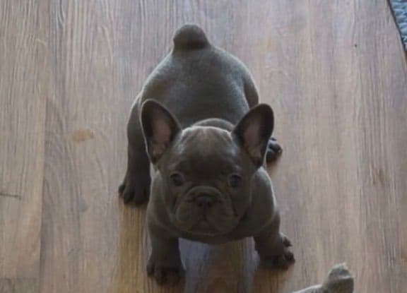 French Bulldog Puppies media 6