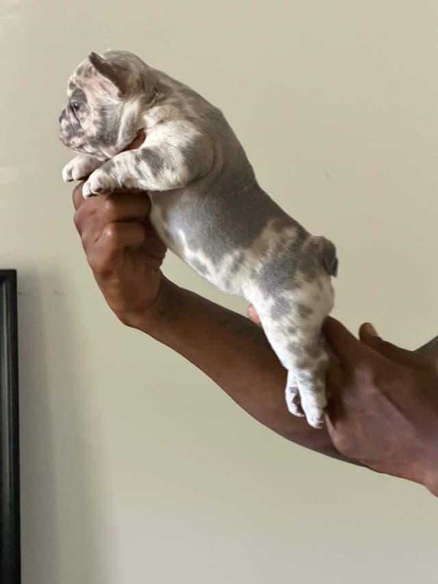French Bulldog Puppies media 8