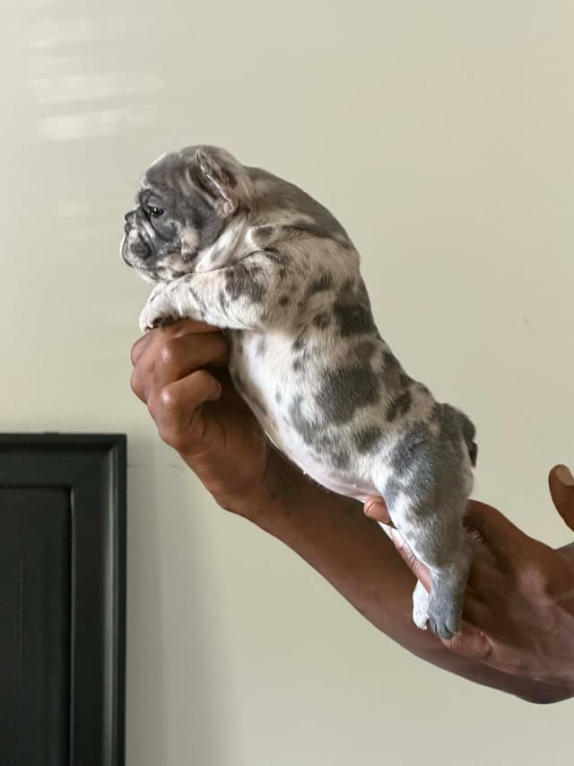 French Bulldog Puppies media 9