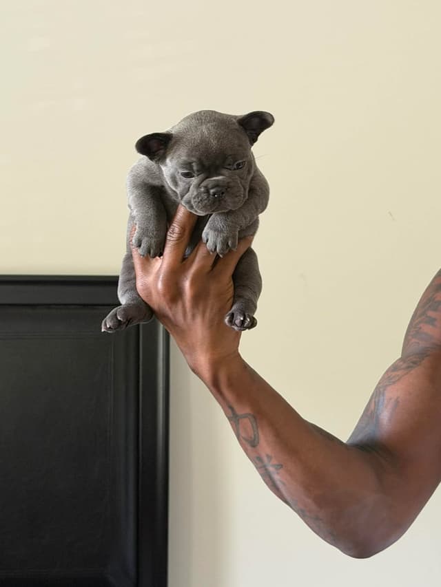 French Bulldog Puppies media 10