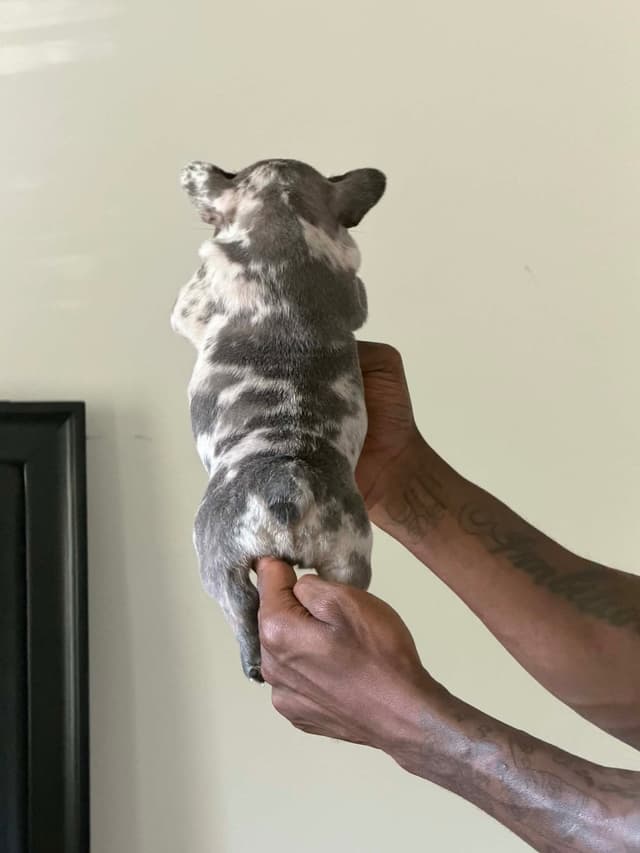 French Bulldog Puppies media 11