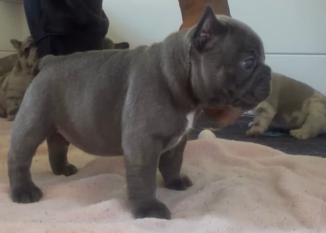 French Bulldog Puppies media 14