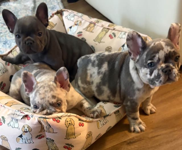 French Bulldog Puppies media 15