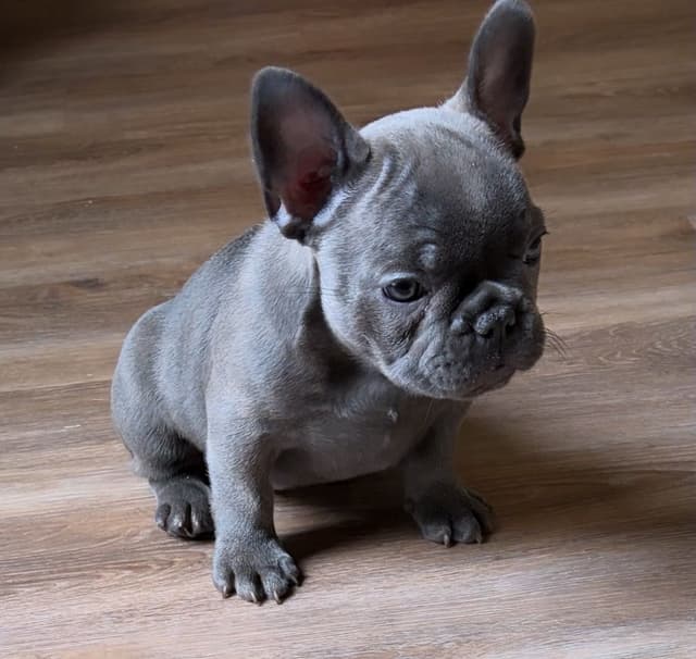French Bulldog Puppies media 2