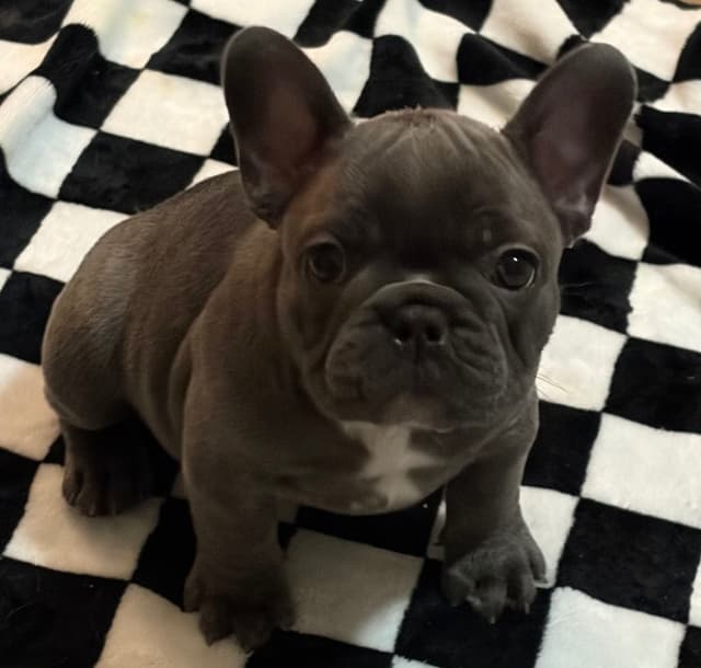 French Bulldog Puppies media 17