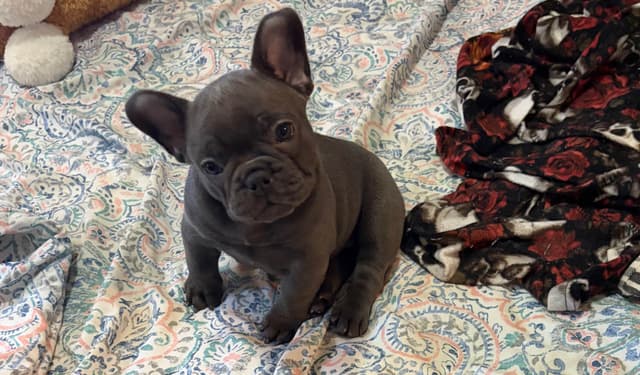 French Bulldog Puppies media 21