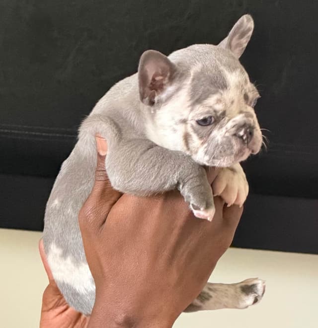 French Bulldog Puppies media 20