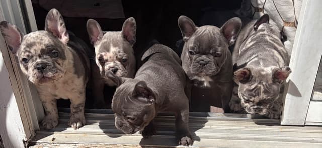 French Bulldog Puppies media 19