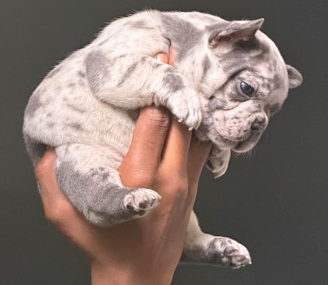 French Bulldog Puppies media 23