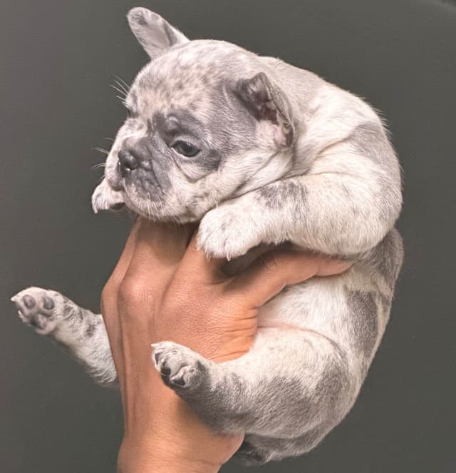 French Bulldog Puppies media 24