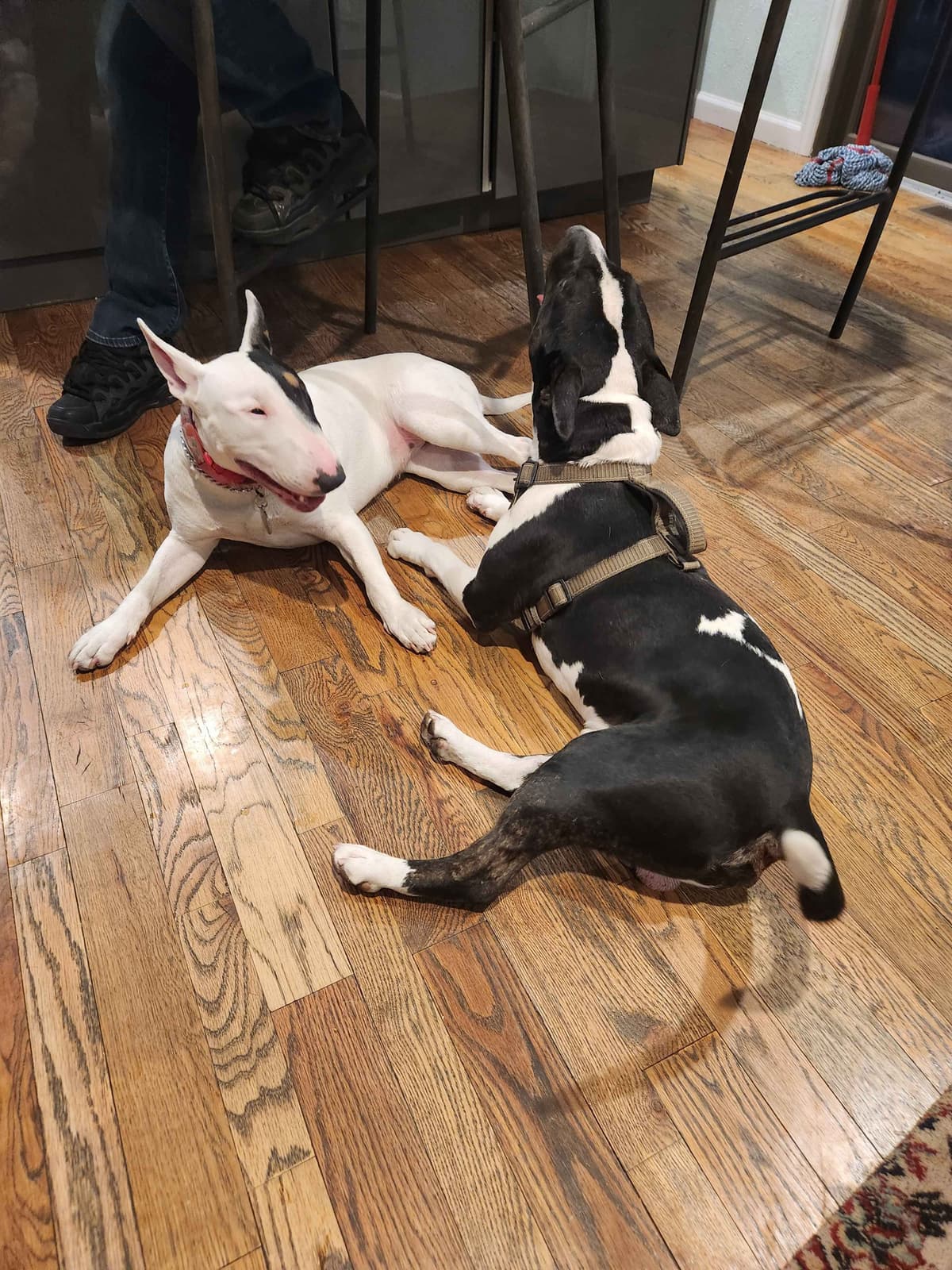 Bull Terrier Puppies breeder image 3