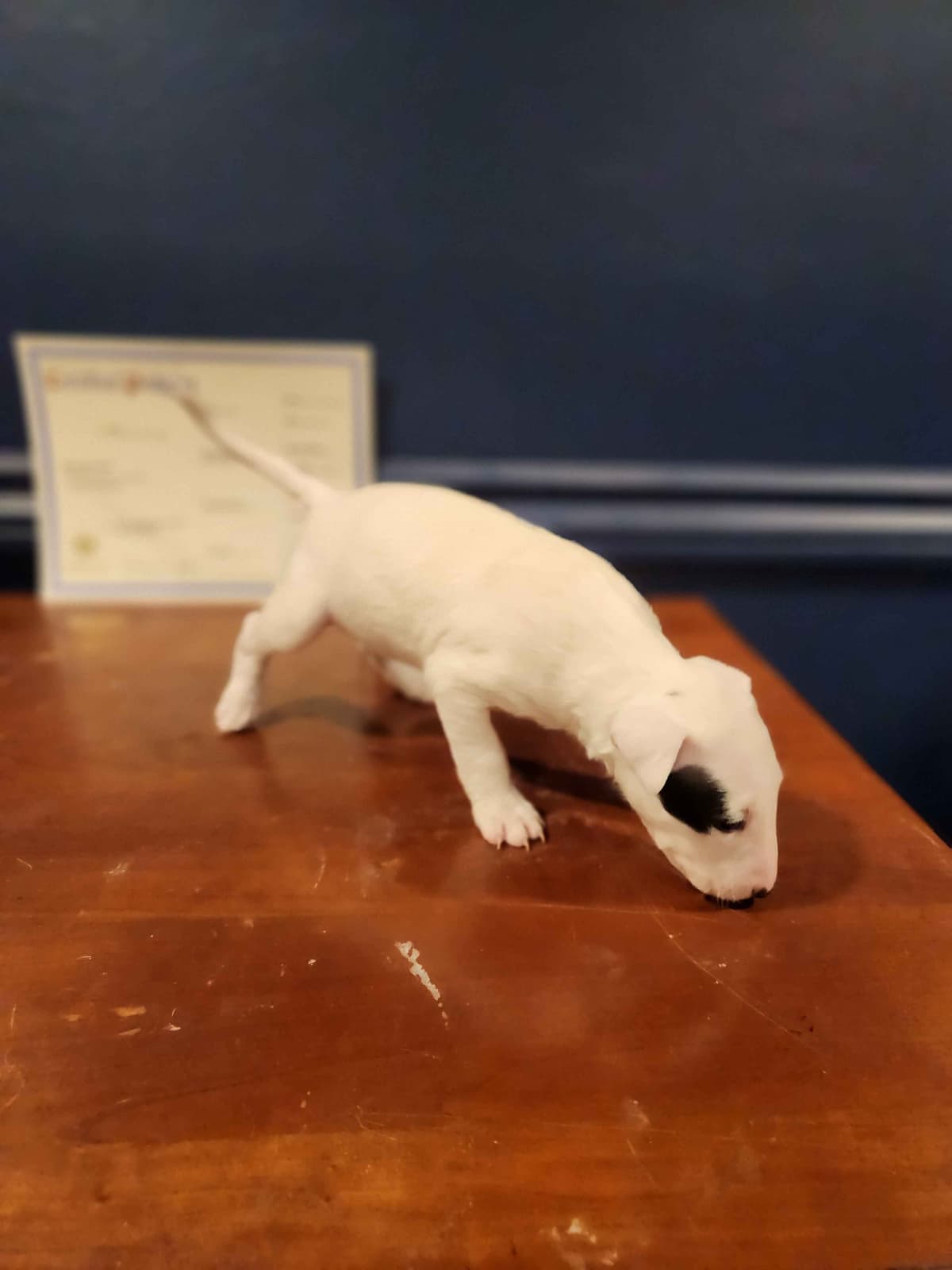 Bull Terrier Puppies breeder image 4