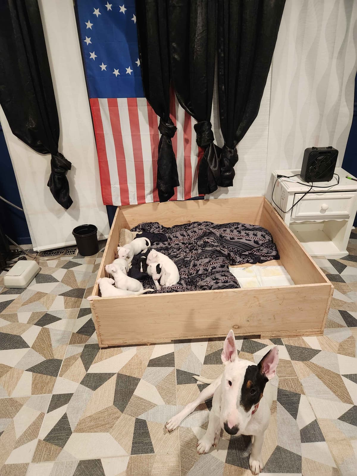 Bull Terrier Puppies breeder image 1