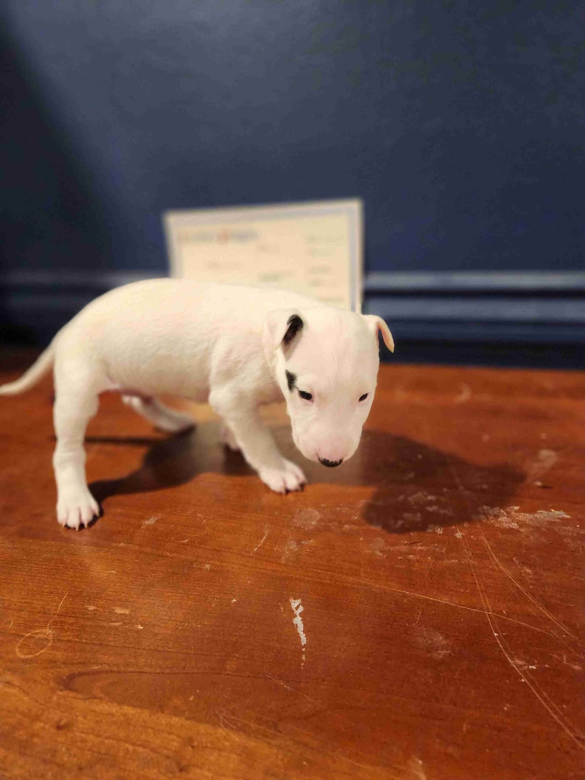Bull Terrier Puppies breeder image 5