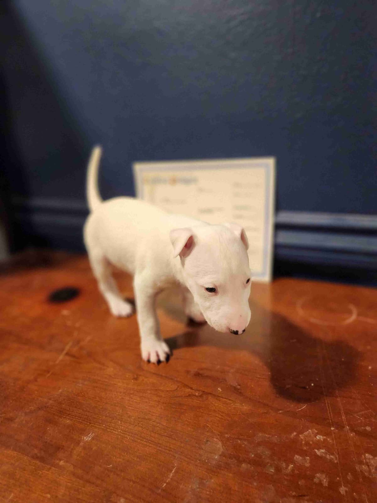 Bull Terrier Puppies breeder image 6