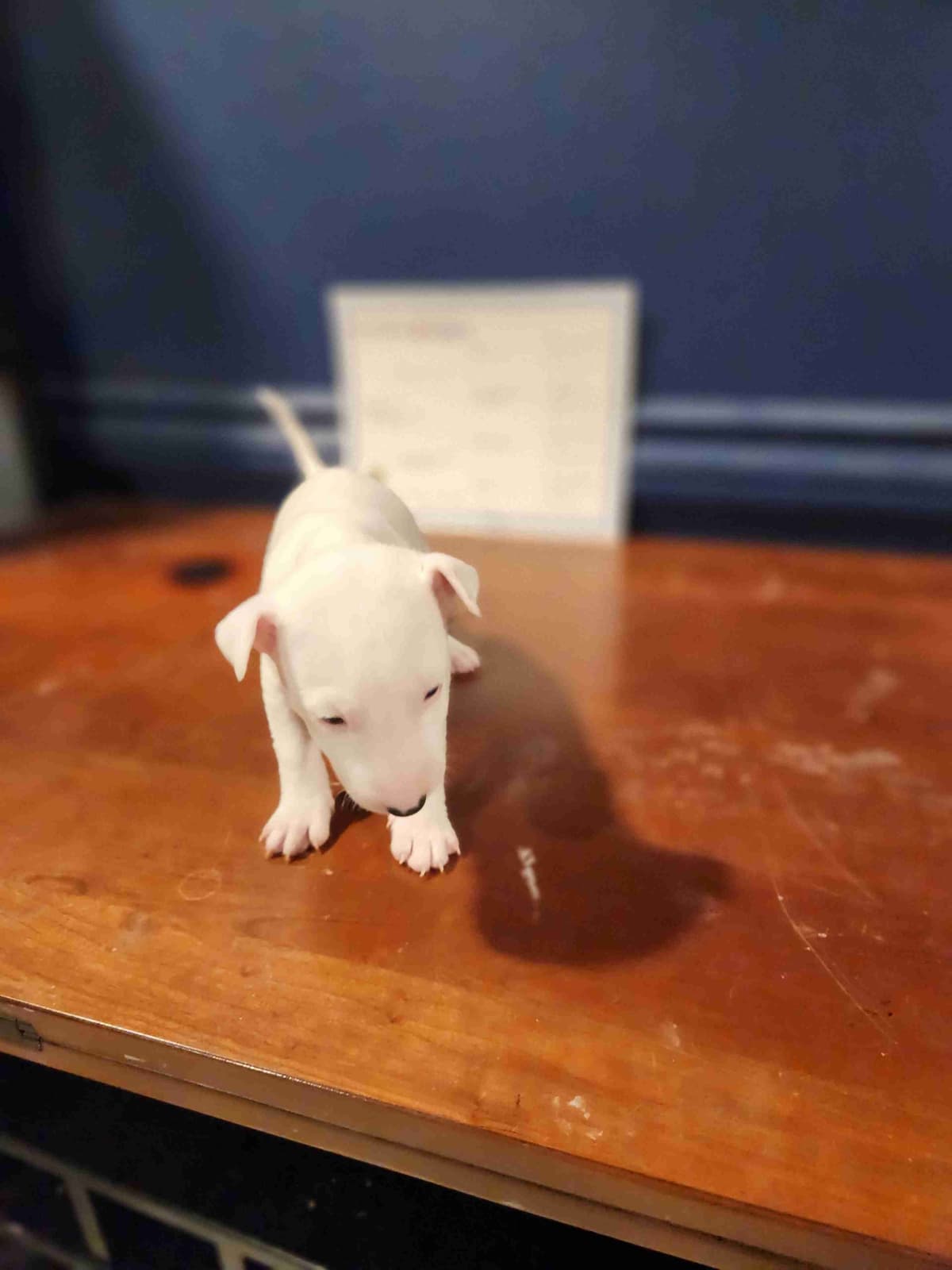 Bull Terrier Puppies breeder image 7