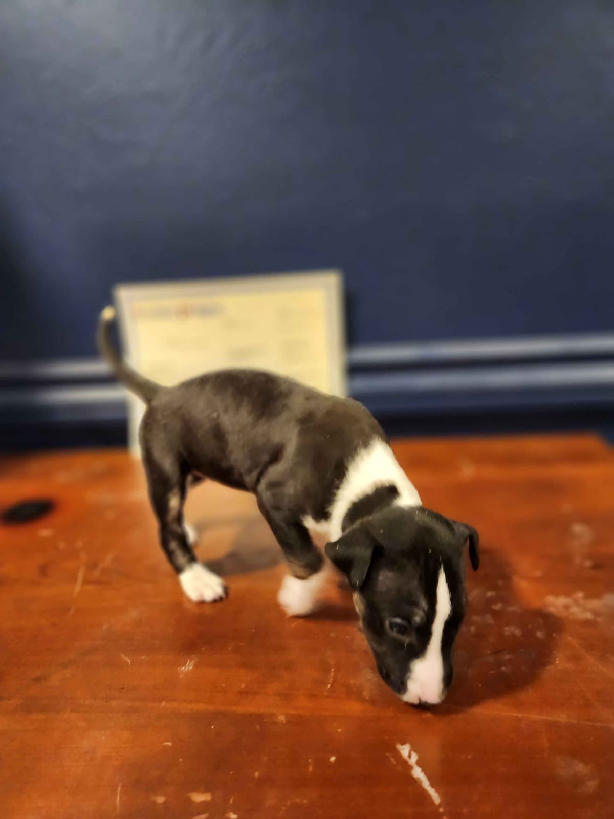 Bull Terrier Puppies breeder image 8