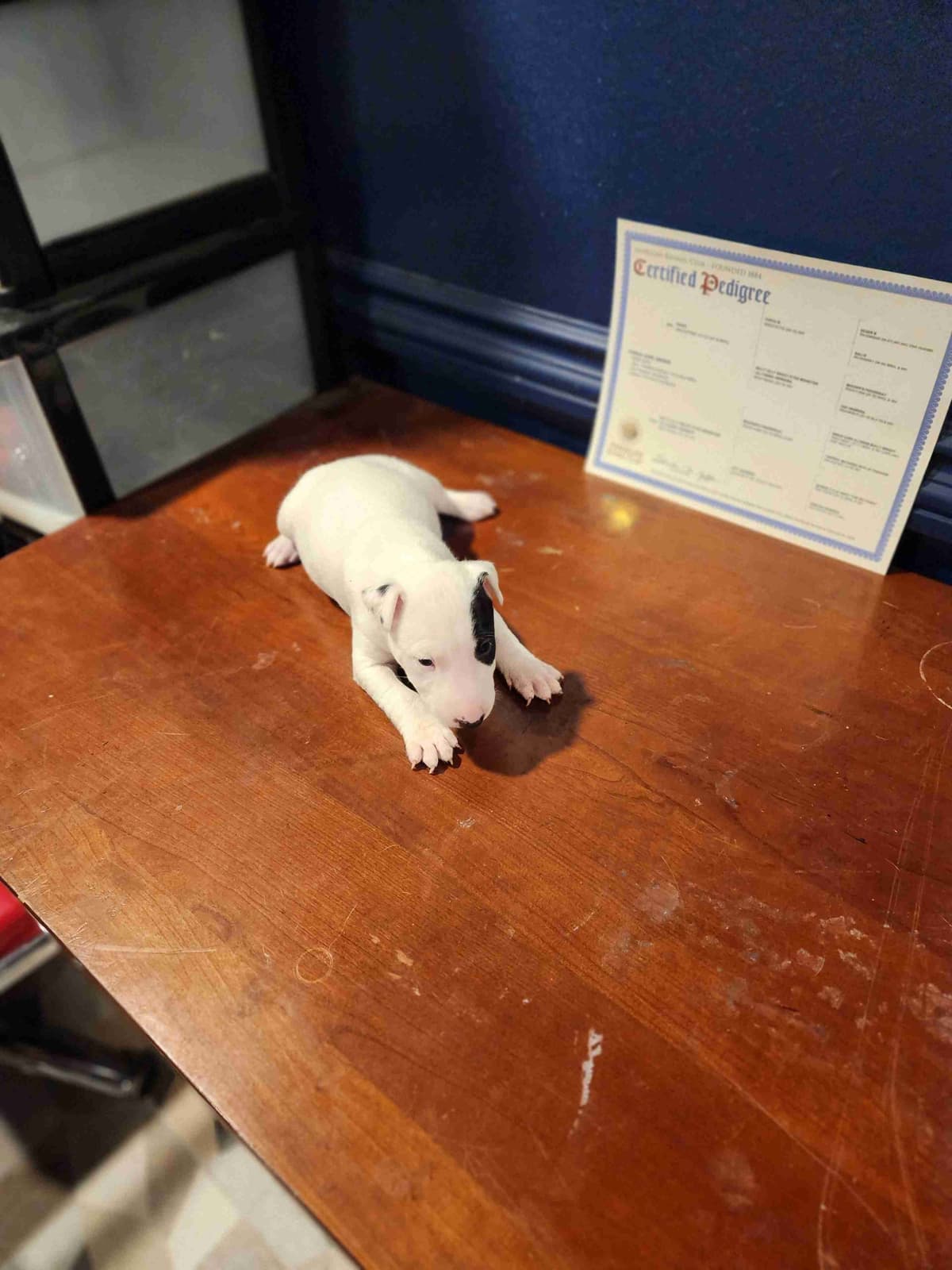 Bull Terrier Puppies breeder image 9