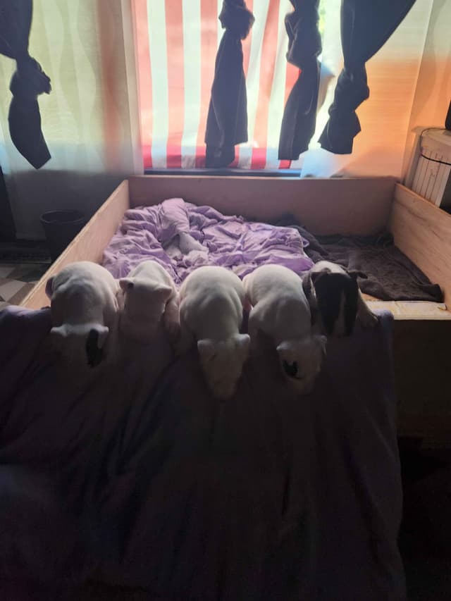 Bull Terrier Puppies media 2