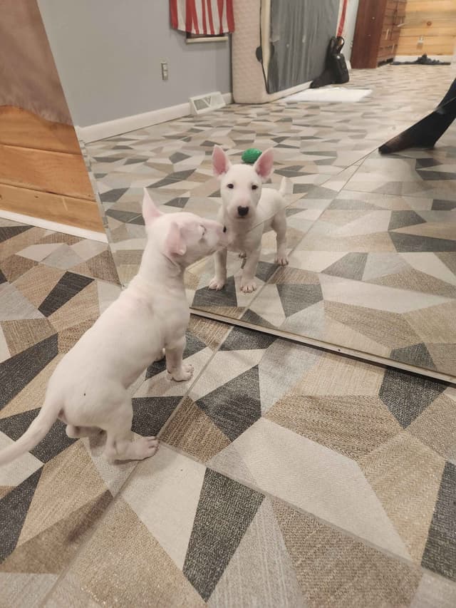 Bull Terrier Puppies media 3
