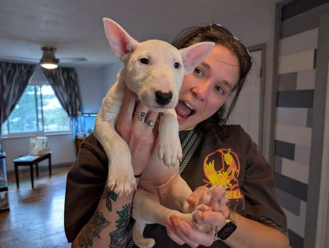 Bull Terrier Puppies media 4