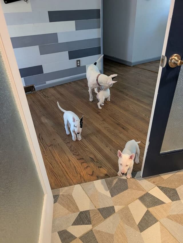 Bull Terrier Puppies media 5