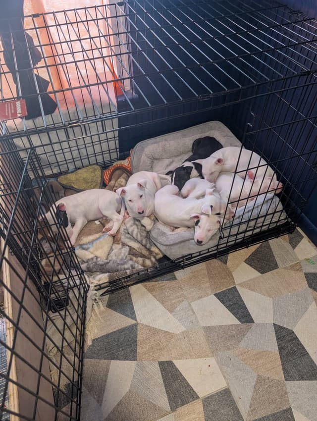 Bull Terrier Puppies media 6