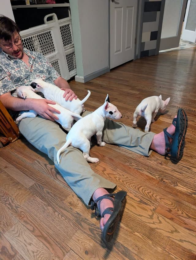 Bull Terrier Puppies media 7