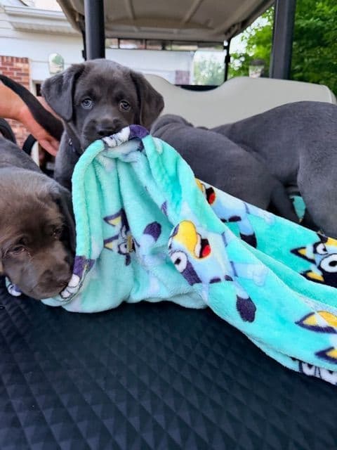 Labrador Retriever Puppies media 2